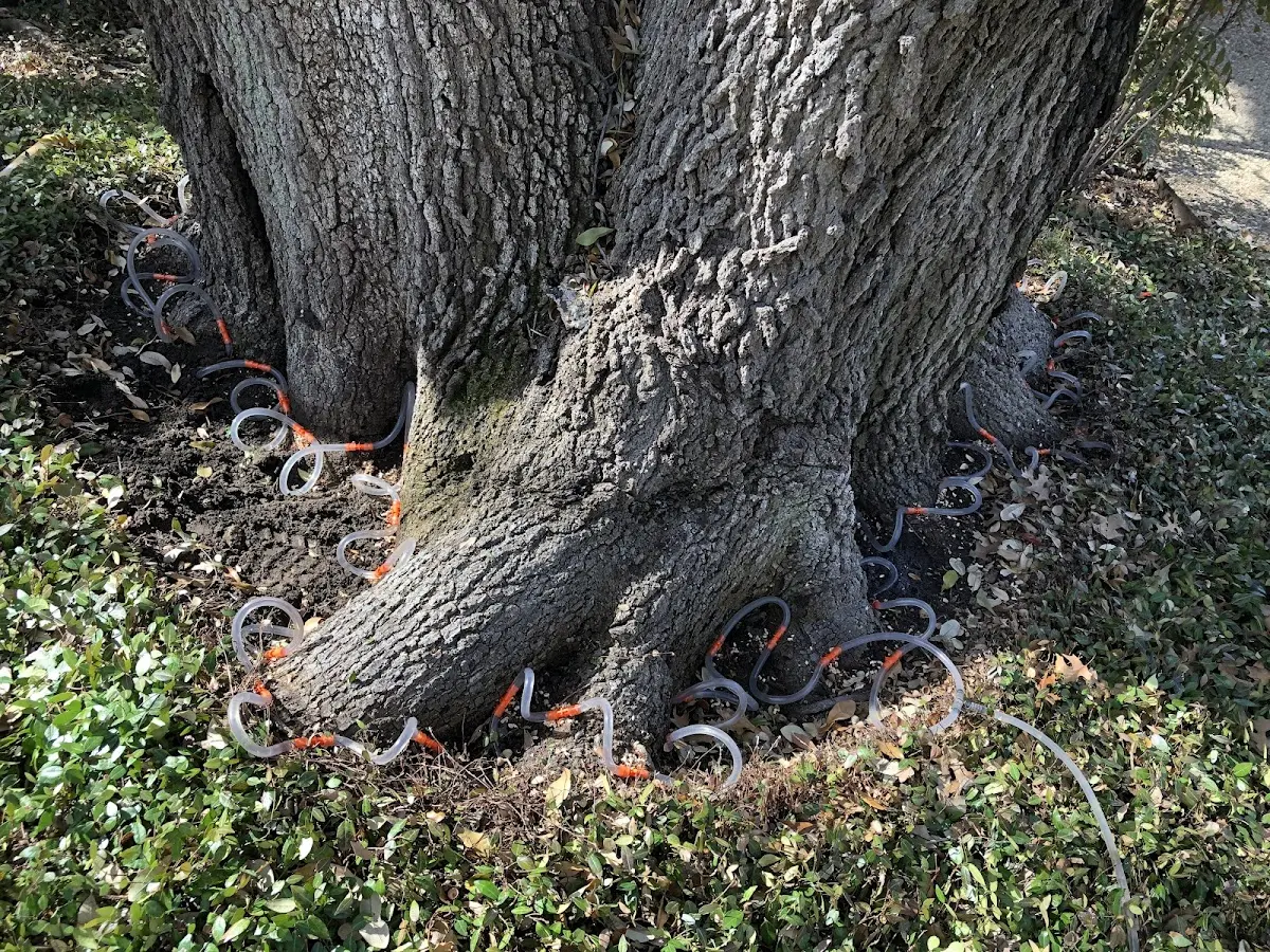 Detailed Tree Cabling and Bracing job site in Daggett