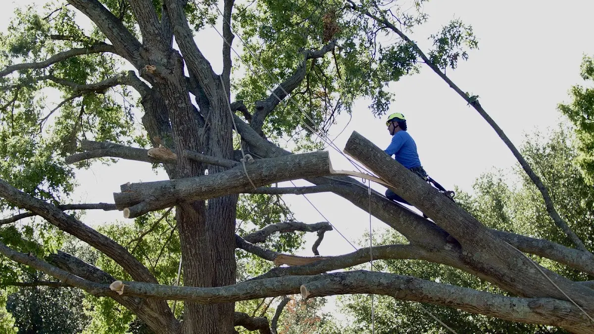 Professional Crown Thinning performed by certified arborists in Daggett